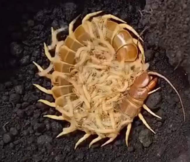 オススメネタ紹介