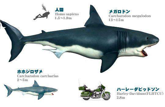 オススメネタ紹介